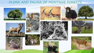 FLORA AND FAUNA OF MONTANE FORESTS
 