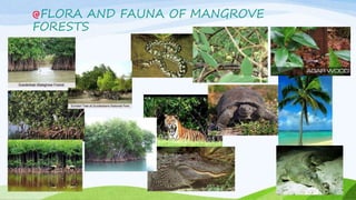 FLORA AND FAUNA OF MANGROVE
FORESTS
 