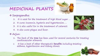 MEDICINAL PLANTS
 Sarpagandha:
1. It is used for the treatment of high blood sugar. ...
2. It cures insomnia, hysteria and hypertension. ...
3. It is also useful for in the treatment of cataract.
4. It also cures plague and fever.
 Arjun:
1. The bark of the tree has been used for several centuries for treating
cardiovascular ailments.
2. It has a host of other therapeutic benefits including treating
asthma, hypertension and kidney stones.
 