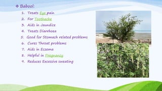  Babool:
1. Treats Eye pain
2. For Toothache
3. Aids in Jaundice
4. Treats Diarrhoea
5. Good for Stomach related problems
6. Cures Throat problems
7. Aids in Eczema
8. Helpful in Pregnancy
9. Reduces Excessive sweating
 