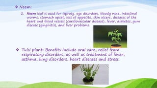  Neem:
1. Neem leaf is used for leprosy, eye disorders, bloody nose, intestinal
worms, stomach upset, loss of appetite, skin ulcers, diseases of the
heart and blood vessels (cardiovascular disease), fever, diabetes, gum
disease (gingivitis), and liver problems.
 Tulsi plant: Benefits include oral care, relief from
respiratory disorders, as well as treatment of fever,
asthma, lung disorders, heart diseases and stress.
 
