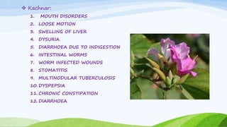  Kachnar:
1. MOUTH DISORDERS
2. LOOSE MOTION
3. SWELLING OF LIVER
4. DYSURIA
5. DIARRHOEA DUE TO INDIGESTION
6. INTESTINAL WORMS
7. WORM INFECTED WOUNDS
8. STOMATITIS
9. MULTINODULAR TUBERCULOSIS
10. DYSPEPSIA
11. CHRONIC CONSTIPATION
12. DIARRHOEA
 