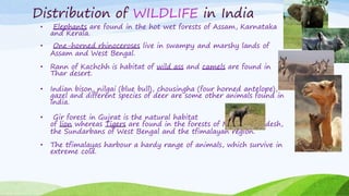 Distribution of WILDLIFE in India
• Elephants are found in the hot wet forests of Assam, Karnataka
and Kerala.
• One-horned rhinoceroses live in swampy and marshy lands of
Assam and West Bengal.
• Rann of Kachchh is habitat of wild ass and camels are found in
Thar desert.
• Indian bison, nilgai (blue bull), chousingha (four horned antelope),
gazel and different species of deer are some other animals found in
India.
• Gir forest in Gujrat is the natural habitat
of lion whereas Tigers are found in the forests of Madhya Pradesh,
the Sundarbans of West Bengal and the tfimalayan region.
• The tfimalayas harbour a hardy range of animals, which survive in
extreme cold.
 