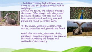 • • Ladakh’s freezing high altitudes are a
home to yak, the shaggy horned wild ox
weighing
around one tonne, the Tibetan antelope,
the bharal (blue sheep), wild sheep, and
the kiang (Tibetan wild ass). The ibex,
bear, snow-leopard and very rare red
panda are found in certain parts.
•In the rivers, lakes and coastal areas,
turtles, crocodiles and gharials are found.
•Birds like Peacocks, pheasants, ducks,
parakeets, cranes and pigeons are some of
the birds inhabiting the forests and
wetlands of the country.
 