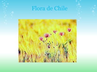 Flora de Chile 