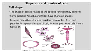 698225468-FUNDAMENTAL-UNIT-OF-LIFE-CLASS-9-PPT-1.pptx