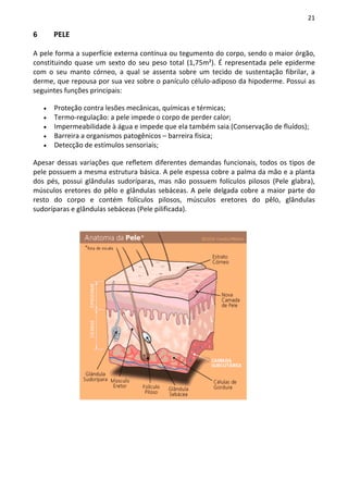 21

6       PELE

A pele forma a superfície externa contínua ou tegumento do corpo, sendo o maior órgão,
constituindo quase um sexto do seu peso total (1,75m²). É representada pele epiderme
com o seu manto córneo, a qual se assenta sobre um tecido de sustentação fibrilar, a
derme, que repousa por sua vez sobre o panículo célulo-adiposo da hipoderme. Possui as
seguintes funções principais:

    •   Proteção contra lesões mecânicas, químicas e térmicas;
    •   Termo-regulação: a pele impede o corpo de perder calor;
    •   Impermeabilidade à água e impede que ela também saia (Conservação de fluídos);
    •   Barreira a organismos patogênicos – barreira física;
    •   Detecção de estímulos sensoriais;

Apesar dessas variações que refletem diferentes demandas funcionais, todos os tipos de
pele possuem a mesma estrutura básica. A pele espessa cobre a palma da mão e a planta
dos pés, possui glândulas sudoríparas, mas não possuem folículos pilosos (Pele glabra),
músculos eretores do pêlo e glândulas sebáceas. A pele delgada cobre a maior parte do
resto do corpo e contém folículos pilosos, músculos eretores do pêlo, glândulas
sudoríparas e glândulas sebáceas (Pele pilificada).
 
