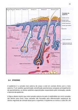 25




 6.4 EPIDERME


A epiderme é a camada mais externa do corpo e está em contato direto com o meio
externo. É um epitélio queratinizado estratificado pavimentoso composto principalmente
de queratinócitos, as células epiteliais especializadas responsáveis pela renovação, coesão
e barreira da epiderme.

A figura abaixo mostra que esta camada externa da pele é subdividida em cinco camadas
(de dentro para fora). Estas camadas são formadas pela diferenciação seqüencial de
células migrando da camada basal para a superfície. A epiderme se renova a cada 20 a 30
 