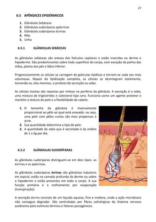 27

 6.5 APÊNDICES EPIDÉRMICOS

   1.   Glândulas Sebáceas
   2.   Glândulas sudoríparas apócrinas
   3.   Glândulas sudoríparas écrinas
   4.   Pêlo
   5.   Unha

  6.5.1       GLÂNDULAS SEBÁCEAS

As glândulas sebáceas são anexas dos folículos capilares e estão inseridas na derme e
hipoderme. São predominantes sobre toda superfície do corpo, com exceção da palma das
mãos, planta dos pés e lábio inferior.

Progressivamente as células se carregam de gotículas lipídicas e tornam-se cada vez mais
volumosas. Depois da lipidização completa, as células se desintegram totalmente,
tornando-se, elas mesmas, o produto da secreção ou sebo.

As células mortas são repostas por mitose na periferia da glândula. A secreção é o sebo,
uma mistura de triglicérides e colesterol tipo cera. Funciona como um agente protetor e
mantém a textura da pele e a flexibilidade do cabelo.

   1. O tamanho da glândula é inversamente
      proporcional ao pêlo ao qual está anexado: ou seja,
      uma pele com pêlos curtos são mais propensos à
      acne.
   2. Sua quantidade determina o tipo de pele.
   3. A quantidade de sebo que é secretado é da ordem
      de 1 a 2g por dia.



  6.5.2       GLÂNDULAS SUDORÍPARAS

As glândulas sudoríparas distinguem-se em dois tipos: as
écrinas e as apócrinas.

As glândulas sudoríparas écrinas são glândulas tubulares
em espiral, estão na camada profunda da derme ou sobre
a hipoderme e estão presentes em todo o corpo. A sua
função primária é o resfriamento por evaporação
(transpiração).

A secreção écrina consiste de um líquido aquoso, fino e inodoro, onde a ação microbiana
não consegue degradar. São controladas por fibras colinérgicas do Sistema nervoso
autônomo pelo estímulo térmico e fatores psicogênicos.
 