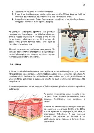 28


   1. Elas secretam o suor de maneira intermitente.
   2. O suor é um liquido aquoso, incolor, ácido, que contêm 99% de água, de NaCl, de
      amoníaco, de ácido lático, de ácido uricânio e de aminoácidos livres.
   3. Respondem a estímulos físicos (temperatura, exercícios), e a estímulos psíquicos
      (emoções – palma das mãos e planta dos pés).



As glândulas sudoríparas apócrinas são glândulas
tubulares que desembocam nos folículos pilosos nas
axilas e regiões urogenitais. A secreção é uma mistura
de proteínas, carboidratos e íons férricos que não
possui odor, porém torna-se fétida após ação de
bactérias comensais da pele.

São mais numerosas nas mulheres e na raça negra. São
sensíveis aos hormônios androgênicos e reguladas por
nervos adrenérgicos em resposta ao atrito, agentes
farmacológicos e fatores emocionais.


 6.6 DERME


A derme, localizada imediatamente sob a epiderme, é um tecido conjuntivo que contém
fibras protéicas, vasos sangüíneos, terminações nervosas, órgãos sensoriais e glândulas. As
principais células da derme são os fibroblastos, responsáveis pela produção de fibras e de
uma substância gelatinosa, a substância amorfa, na qual os elementos dérmicos estão
mergulhados.

A epiderme penetra na derme e origina os folículos pilosos, glândulas sebáceas e glândulas
sudoríparas.

                                         Na derme encontramos ainda: músculo eretor
                                         de pêlo, fibras elásticas (elasticidade), fibras
                                         colágenas (resistência), vasos sangúíneos e
                                         nervos.

                                         A derme é o elemento de sustentação e nutrição
                                         da epiderme e seus anexos. Contém entre 20% a
                                         40% de água total do corpo graças, em parte, às
                                         propriedades hidrofílicas. A sua espessura
                                         aumenta no decorrer da infância e da
                                         adolescência, para estacionar e diminuir depois
                                         dos 50 anos.
 