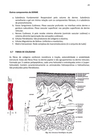 29


Outros componentes da DERME

   a. Substância Fundamental: Responsável pelo volume da derme. Substância
      semelhante a gel em íntima relação com os componentes fibrosos, é a substância
      de preenchimento.
   b. Vasos Sanguíneos Cutâneos: Plexo vascular profundo: na interface entre derme e
      gordura subcutânea. Plexo vascular superficial: nas porções superficiais da derme
      reticular.
   c. Nervos Cutâneos: A pele recebe sistema eferente (controle vascular cutâneo) e
      sistema aferente (apreciação das sensações cutâneas).
   d. Células Fibroblastos: São produtores de colágeno e elastina;
   e. Células Migratórias de Defesa: Linfócitos e mastócitos;
   f. Matriz Extracelular: Rede complexa de macromoleculares (é o conjunto de tudo)


 6.7   FIBRAS DE COLÁGENO

As fibras de colágeno conferem resistência à tração, extensibilidade e estabilidade
estrutural. Estas são fibras finas na derme papilar e são agrupamentos na derme reticular;
Formado por 3 cadeias polipeptídicas, cada uma helicoidal e entrelaçadas entre si (super-
helicoidal); Contém caracteristicamente os aminoácidos hidroxiprolinas e hidroxilisinas;
São produzidos pelos fibroblastos.
 