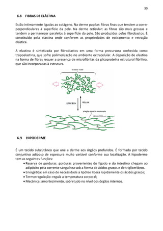 30

 6.8   FIBRAS DE ELÁSTINA

Estão intimamente ligadas ao colágeno. Na derme papilar: fibras finas que tendem a correr
perpendiculares à superfície da pele. Na derme reticular: as fibras são mais grossas e
tendem a permanecer paralelos à superfície da pele. São produzidos pelos fibrobastos. É
constituído pela elastina onde conferem as propriedades de estiramento e retração
elástica.

A elastina é sintetizada por fibroblastos em uma forma precursora conhecida como
tropoelastina, que sofre polimerização no ambiente extracelular. A deposição de elastina
na forma de fibras requer a presença de microfibrilas da glicoproteína estrutural fibrilina,
que são incorporadas à estrutura.




 6.9   HIPODERME


É um tecido subcutâneo que une a derme aos órgãos profundos. É formado por tecido
conjuntivo adiposo de espessura muito variável conforme sua localização. A hipoderme
tem as seguintes funções:
     • Reserva de gorduras: gorduras provenientes do fígado e do intestino chegam ao
       adipócito pela corrente sanguínea sob a forma de ácidos graxos e de triglicerídeos.
     • Energética: em caso de necessidade a lipólise libera rapidamente os ácidos graxos;
     • Termorregulação: regula a temperatura corporal;
     • Mecânica: amortecimento, sobretudo no nível dos órgãos internos.
 