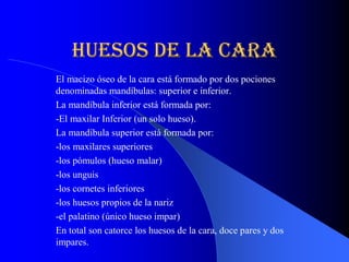 huesos de la cara 
El macizo óseo de la cara está formado por dos pociones 
denominadas mandíbulas: superior e inferior. 
La mandíbula inferior está formada por: 
­El maxilar Inferior (un solo hueso). 
La mandíbula superior está formada por: 
­los maxilares superiores 
­los pómulos (hueso malar) 
­los unguis 
­los cornetes inferiores 
­los huesos propios de la nariz 
­el palatino (único hueso impar) 
En total son catorce los huesos de la cara, doce pares y dos 
impares.
 