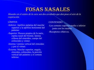 fosas nasales 
                   fosas nasales 
Situadas en el centro de la cara son dos cavidades que dan paso al aire de la 
respiración. 
respiraci  n. 
         ó 
LÍMITES                                      CONTENIDO 
­Inferior: Apófisis palatina del maxilar     ­Los cornetes superior medio e inferior 
    superior y la apófisis horizontal del       junto con los meatos. 
    palatino 
                                             ­Receptores olfativos.
­Superior: Huesos propios de la nariz, 
    espina nasal del frontal, lámina 
    cribosa del etmoides, cuerpo del 
    esfenoides y vómer. 
­Interna: Lámina vertical del etmoides 
    y por el vómer. 
­Externa: Maxilar superior, unguis, 
    etmoides, esfenoides, la porción 
    vertical del palatino y el cornete 
    inferior. 
 