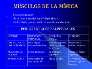 músculos de la mímica 
    m  sculos de la m 
     ú               í 
    Se caracterizan por: 
    ­Estar todos inervados por el VII par (Facial) 
    ­Se los divide para su estudio de acuerdo a se ubicación. 

           PERIORFICIALES PALPEBRALES
NOMBRE             INSERCIÓN               INSERCIÓN             FUNCIÓN 
                   PROXIMAL                DISTAL 
ORBICULAR DE       En el ángulo            Contorno superior,    Oclusión del 
LOS PÁRPADOS       interno de la órbita    inferior y externo    orificio palpebral 
                                           de la órbita 
MÚSCULO DE         Cresta del unguis       En los puntos         Dilata los puntos 
HORNER                                     lagrimales            lagrimales 
SUPERCICLIAR       Parte interna del       Piel de las cejas     Lleva hacia abajo y 
                   arco superciliar                              adentro la piel de 
                                                                 las cejas 
 