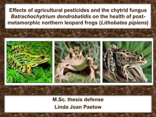 Effects of agricultural pesticides and the chytrid fungus
Batrachochytrium dendrobatidis on the health of post-
metamorphic northern leopard frogs (Lithobates pipiens)
M.Sc. thesis defense
Linda Joan Paetow
 