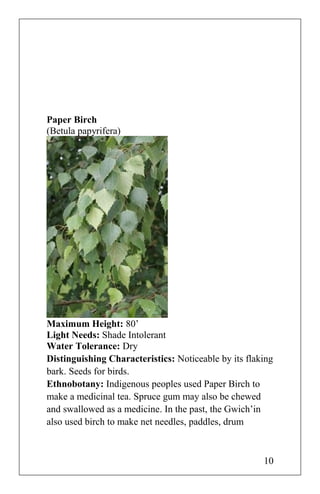 Paper Birch
(Betula papyrifera)
Maximum Height: 80’
Light Needs: Shade Intolerant
Water Tolerance: Dry
Distinguishing Characteristics: Noticeable by its flaking
bark. Seeds for birds.
Ethnobotany: Indigenous peoples used Paper Birch to
make a medicinal tea. Spruce gum may also be chewed
and swallowed as a medicine. In the past, the Gwich’in
also used birch to make net needles, paddles, drum
10
 