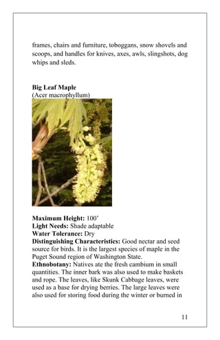 frames, chairs and furniture, toboggans, snow shovels and
scoops, and handles for knives, axes, awls, slingshots, dog
whips and sleds.
Big Leaf Maple
(Acer macrophyllum)
Maximum Height: 100’
Light Needs: Shade adaptable
Water Tolerance: Dry
Distinguishing Characteristics: Good nectar and seed
source for birds. It is the largest species of maple in the
Puget Sound region of Washington State.
Ethnobotany: Natives ate the fresh cambium in small
quantities. The inner bark was also used to make baskets
and rope. The leaves, like Skunk Cabbage leaves, were
used as a base for drying berries. The large leaves were
also used for storing food during the winter or burned in
11
 