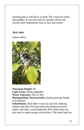 steaming pits to add flavor to food. The wood was made
into paddles. It was also used for spindle whorls and
various other implements such as oars and combs.
Red Alder
(Alnus rubra)
Maximum Height: 80’
Light Needs: Shade adaptable
Water Tolerance: Dry or Wet
Distinguishing Characteristics: Quick growing, builds
soil nutrients.
Ethnobotany: Red alder wood was used for smoking
salmon and other fish and made into handsome bowls,
rattles, and other wood handcrafts. Red Alder bark was
also used to make orange and red dyes. The inner bark has
12
 