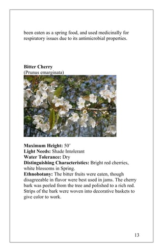 been eaten as a spring food, and used medicinally for
respiratory issues due to its antimicrobial properties.
Bitter Cherry
(Prunus emarginata)
Maximum Height: 50’
Light Needs: Shade Intolerant
Water Tolerance: Dry
Distinguishing Characteristics: Bright red cherries,
white blossoms in Spring.
Ethnobotany: The bitter fruits were eaten, though
disagreeable in flavor were best used in jams. The cherry
bark was peeled from the tree and polished to a rich red.
Strips of the bark were woven into decorative baskets to
give color to work.
13
 