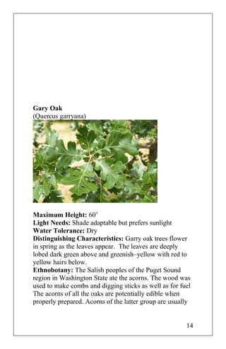 Gary Oak
(Quercus garryana)
Maximum Height: 60’
Light Needs: Shade adaptable but prefers sunlight
Water Tolerance: Dry
Distinguishing Characteristics: Garry oak trees flower
in spring as the leaves appear. The leaves are deeply
lobed dark green above and greenish–yellow with red to
yellow hairs below.
Ethnobotany: The Salish peoples of the Puget Sound
region in Washington State ate the acorns. The wood was
used to make combs and digging sticks as well as for fuel
The acorns of all the oaks are potentially edible when
properly prepared. Acorns of the latter group are usually
14
 