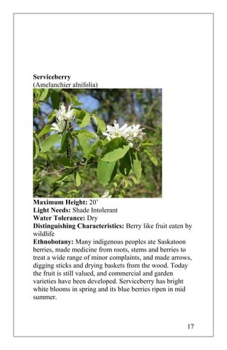 Serviceberry
(Amelanchier alnifolia)
Maximum Height: 20’
Light Needs: Shade Intolerant
Water Tolerance: Dry
Distinguishing Characteristics: Berry like fruit eaten by
wildlife
Ethnobotany: Many indigenous peoples ate Saskatoon
berries, made medicine from roots, stems and berries to
treat a wide range of minor complaints, and made arrows,
digging sticks and drying baskets from the wood. Today
the fruit is still valued, and commercial and garden
varieties have been developed. Serviceberry has bright
white blooms in spring and its blue berries ripen in mid
summer.
17
 