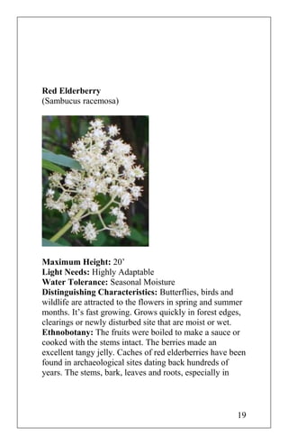 Red Elderberry
(Sambucus racemosa)
Maximum Height: 20’
Light Needs: Highly Adaptable
Water Tolerance: Seasonal Moisture
Distinguishing Characteristics: Butterflies, birds and
wildlife are attracted to the flowers in spring and summer
months. It’s fast growing. Grows quickly in forest edges,
clearings or newly disturbed site that are moist or wet.
Ethnobotany: The fruits were boiled to make a sauce or
cooked with the stems intact. The berries made an
excellent tangy jelly. Caches of red elderberries have been
found in archaeological sites dating back hundreds of
years. The stems, bark, leaves and roots, especially in
19
 