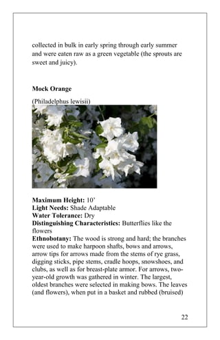 collected in bulk in early spring through early summer
and were eaten raw as a green vegetable (the sprouts are
sweet and juicy).
Mock Orange
(Philadelphus lewisii)
Maximum Height: 10’
Light Needs: Shade Adaptable
Water Tolerance: Dry
Distinguishing Characteristics: Butterflies like the
flowers
Ethnobotany: The wood is strong and hard; the branches
were used to make harpoon shafts, bows and arrows,
arrow tips for arrows made from the stems of rye grass,
digging sticks, pipe stems, cradle hoops, snowshoes, and
clubs, as well as for breast-plate armor. For arrows, two-
year-old growth was gathered in winter. The largest,
oldest branches were selected in making bows. The leaves
(and flowers), when put in a basket and rubbed (bruised)
22
 