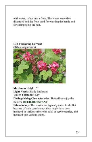 with water, lather into a froth. The leaves were then
discarded and the froth used for washing the hands and
for shampooing the hair.
Red-Flowering Currant
(Ribes sanguineum)
Maximum Height: 7’
Light Needs: Shade Intolerant
Water Tolerance: Dry
Distinguishing Characteristics: Butterflies enjoy the
flowers. DEER-RESISTANT
Ethnobotany: The berries are typically eaten fresh. But
because of their consistency, they might have been
included in various cakes with salal or serviceberries, and
included into various soups.
23
 