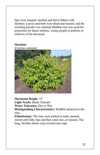 hips were steeped, mashed and fed to babies with
diarrhea. Leaves and bark were dried and toasted, and the
resulting powder was smoked. Baldhip rose was used for
protection for dance initiates, young people at puberty or
relatives of the deceased.
Hazelnut
(Corylus contorta)
Maximum Height: 15’
Light Needs: Shade Tolerant
Water Tolerance: Dry or Wet
Distinguishing Characteristics: Wildlife attracted to the
nuts.
Ethnobotany: The nuts were picked in early autumn,
stored until fully ripe and then eaten raw, or roasted. The
long, flexible shoots were twisted into rope.
25
 