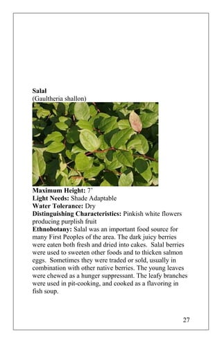 Salal
(Gaultheria shallon)
Maximum Height: 7’
Light Needs: Shade Adaptable
Water Tolerance: Dry
Distinguishing Characteristics: Pinkish white flowers
producing purplish fruit
Ethnobotany: Salal was an important food source for
many First Peoples of the area. The dark juicy berries
were eaten both fresh and dried into cakes. Salal berries
were used to sweeten other foods and to thicken salmon
eggs. Sometimes they were traded or sold, usually in
combination with other native berries. The young leaves
were chewed as a hunger suppressant. The leafy branches
were used in pit-cooking, and cooked as a flavoring in
fish soup.
27
 