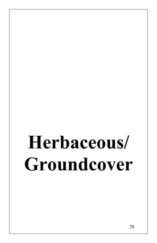 Herbaceous/
Groundcover
28
 