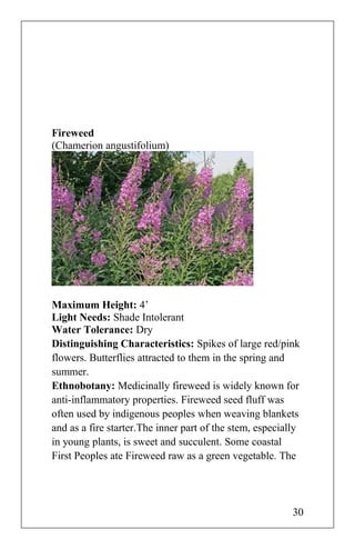 Fireweed
(Chamerion angustifolium)
Maximum Height: 4’
Light Needs: Shade Intolerant
Water Tolerance: Dry
Distinguishing Characteristics: Spikes of large red/pink
flowers. Butterflies attracted to them in the spring and
summer.
Ethnobotany: Medicinally fireweed is widely known for
anti-inflammatory properties. Fireweed seed fluff was
often used by indigenous peoples when weaving blankets
and as a fire starter.The inner part of the stem, especially
in young plants, is sweet and succulent. Some coastal
First Peoples ate Fireweed raw as a green vegetable. The
30
 