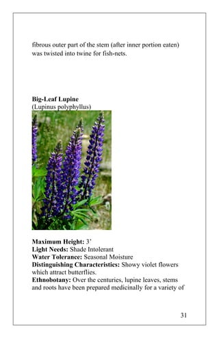 fibrous outer part of the stem (after inner portion eaten)
was twisted into twine for fish-nets.
Big-Leaf Lupine
(Lupinus polyphyllus)
Maximum Height: 3’
Light Needs: Shade Intolerant
Water Tolerance: Seasonal Moisture
Distinguishing Characteristics: Showy violet flowers
which attract butterflies.
Ethnobotany: Over the centuries, lupine leaves, stems
and roots have been prepared medicinally for a variety of
31
 