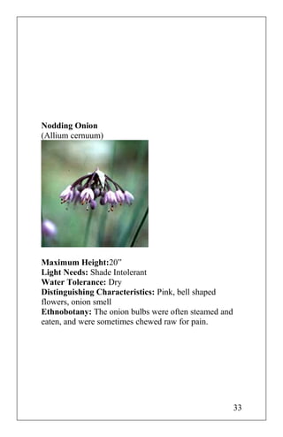 Nodding Onion
(Allium cernuum)
Maximum Height:20”
Light Needs: Shade Intolerant
Water Tolerance: Dry
Distinguishing Characteristics: Pink, bell shaped
flowers, onion smell
Ethnobotany: The onion bulbs were often steamed and
eaten, and were sometimes chewed raw for pain.
33
 