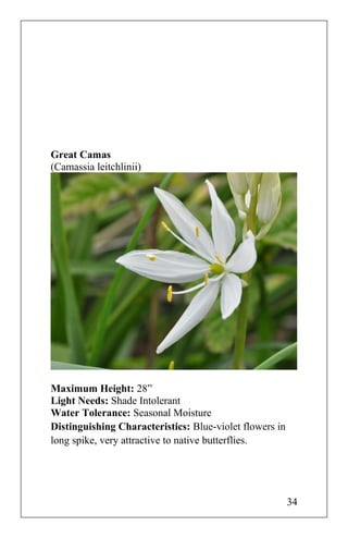 Great Camas
(Camassia leitchlinii)
Maximum Height: 28”
Light Needs: Shade Intolerant
Water Tolerance: Seasonal Moisture
Distinguishing Characteristics: Blue-violet flowers in
long spike, very attractive to native butterflies.
34
 