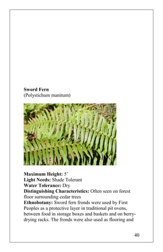 Sword Fern
(Polystichum manitum)
Maximum Height: 5’
Light Needs: Shade Tolerant
Water Tolerance: Dry
Distinguishing Characteristics: Often seen on forest
floor surrounding cedar trees
Ethnobotany: Sword fern fronds were used by First
Peoples as a protective layer in traditional pit ovens,
between food in storage boxes and baskets and on berry-
drying racks. The fronds were also used as flooring and
40
 
