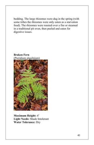 bedding. The large rhizomes were dug in the spring (with
some tribes the rhizomes were only eaten as a starvation
food). The rhizomes were roasted over a fire or steamed
in a traditional pit oven, then peeled and eaten for
digestive issues.
Braken Fern
(Pteridium alquilnium)
Maximum Height: 4’
Light Needs: Shade Intolerant
Water Tolerance: Dry
41
 