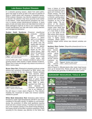 In a stressful growing season, attack from plant patho-
gens may begin to show up late in the year as patches of
dying or wilted plants with drooping or diseased leaves.
While soybean diseases may become apparent just prior
to harvest, the infection may have occurred much earlier
in the season. These above-ground symptoms are com-
mon to several unique below-ground problems. A quick
peek at roots and lower stems can help determine which of
these pathogens might be at work in your soybean fields.
Proper identification can help with future variety selection
and management decisions.
Sudden Death Syndrome (Fusarium virguliforme)
produces striking
leaf symptoms
(Figure 1), which
alert us to problems
in the roots. Affect-
ed plants may die
rapidly after first leaf
symptoms appear
due to toxins pro-
duced by the root
rotting fungus. Split
stems will generally
show only minor
discoloration in solid
cortex areas, with
normal white pith. Cool, moisture conditions early in the
growing season often results in higher disease incidence.
Stress due to heat and drought may reduce occurrence of
SDS in some cases.
Brown Stem Rot (Phialophora gregata) produces similar
striking leaf symptoms mid-season as SDS, which may
cause confusion of the two diseases. Tissues between
veins become yellow
and quickly turn brown,
except for a narrow
band of green tissue
outlining the vein. How-
ever, BSR is distin-
guished from SDS and
other diseases by
brownish discoloration
due to an infection of
the pith tissue in lower stems (Figure 2). This infection
impedes the movement of water and mineral nutrients
needed for growth.
White Mold (Sclerotinia Rot) Sclerotinia white mold is
favored by cooler night temperatures (50-60°F) and moist
conditions in the plant canopy. In addition to cool temper-
atures, the production of white mold apothecia requires
moist soil and a closed canopy. If surface soil moisture is
low or the soybean canopy is not closed during flowering,
the fungus would not be able to produce apothecia. When
scouting for this disease, pay attention to the fields that
have a history of white
mold and fields that have
good soil moisture and a
closed canopy. The first
evidence of white mold is
a chlorotic, girdling lesion
covered with white, fluffy
mycelium at one of the
middle nodes. The evi-
dence of the disease
becomes conspicuous in
August when dead tops
start to show up in fields.
It is most likely to show
up in low spots of the
field where plant popula-
tions are high, in narrow
rows, in tightly closed
canopies, where plants
become lodged and/or where less tolerant varieties are
planted.
Northern Stem Canker (Diaporthe phaseolorum) is a re-
emergent soy-
bean disease
that begins at
points along
lower stems,
creating brown-
ish-red lesions
(cankers) ex-
tending part
way around
and into lower
stems (Figure 4). Affected plants often retain dead leaves
even up to harvest time. Roots and pith (the soft center
are of stems) are generally not affected by stem canker.
Late-Season Soybean Diseases
Figure 1. Leaf necrosis caused by SDS
or BSR. Photo: DuPont Pioneer
Figure 2. Brown stem rot.
Photo: L. Osborne, DuPont Pioneer
Figure 4. Northern stem canker.
Photo: L. Osborne, DuPont Pioneer
Figure 3. White Mold
Photo: DuPont Pioneer
AGRONOMY RESOURCES, TOOLS & APPS
Pioneer®
Field360™ Tools app
Keep fields at your fingertips
Pinpoints your field location and records notes or
photos on the spot.
Pioneer®
Field360™ Notes app
Agronomy expertise in one app in real time
Track scenarios, view precipitation map, calculate
GDUs and key crop stages.
Pioneer®
Field360™ Plantability app
This planter settings calculator gives precise
planter settings for corn and sunflower seeds of all
sizes and shapes.
Pioneer Planting Rate Estimator
Examine historical yield response curves to help
find and optimum planting rate for Pioneer®
Brand
Corn Products.
 