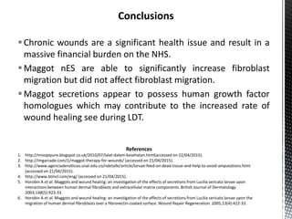 Chronic wounds are a significant health issue and result in a
massive financial burden on the NHS.
Maggot nES are able to significantly increase fibroblast
migration but did not affect fibroblast migration.
Maggot secretions appear to possess human growth factor
homologues which may contribute to the increased rate of
wound healing see during LDT.
References
1. http://missipipure.blogspot.co.uk/2010/07/lalat-dalam-kesehatan.html(accessed on 22/04/2015).
2. http://imgarcade.com/1/maggot-therapy-for-wounds/ (accessed on 21/04/2015).
3. http://www.agenciadenoticias.unal.edu.co/ndetalle/article/larvae-feed-on-dead-tissue-and-help-to-avoid-amputations.html
(accessed on 21/04/2015).
4. http://www.btmcl.com/eng/ (accessed on 21/04/2015).
5. Horobin A et al. Maggots and wound healing: an investigation of the effects of secretions from Lucilia sericata larvae upon
interactions between human dermal fibroblasts and extracellular matrix components. British Journal of Dermatology.
2003;148(5):923-33.
6. Horobin A et al. Maggots and wound healing: an investigation of the effects of secretions from Lucilia sericata larvae upon the
migration of human dermal fibroblasts over a fibronectin-coated surface. Wound Repair Regeneration. 2005;13(4):422-33.
 