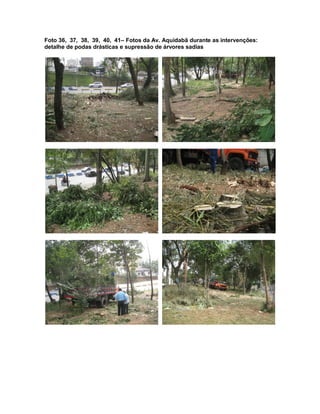 Foto 36, 37, 38, 39, 40, 41– Fotos da Av. Aquidabã durante as intervenções:
detalhe de podas drásticas e supressão de árvores sadias
 