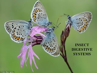 INSECT
DIGESTIVE
SYSTEMS
 