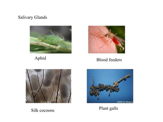 Digestive System of Insects | PPT