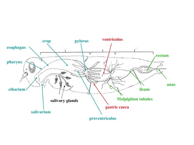 Digestive System of Insects