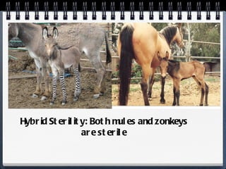 Hybrid Sterility: Both mules and zonkeys are sterile 