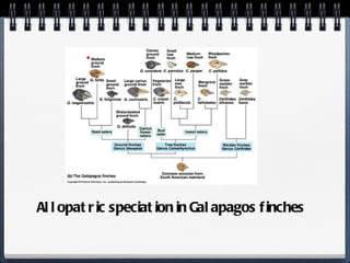 Allopatric speciation in Galapagos finches 