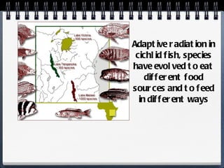 Adaptive radiation in cichlid fish, species have evolved to eat different food sources and to feed in different ways 