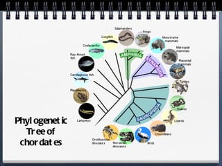 Phylogenetic Tree of chordates 