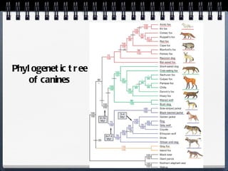 Phylogenetic tree of canines 