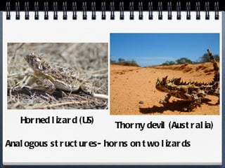 Thorny devil (Australia) Horned lizard (US) Analogous structures- horns on two lizards 